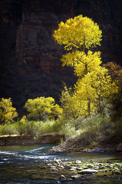 Golden Leaves : Zion National Park : JOHN MURK PHOTOGRAPHY