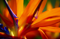 Napili Bird of Paradise