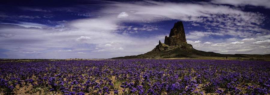 Agathla : Panoramas : JOHN MURK PHOTOGRAPHY