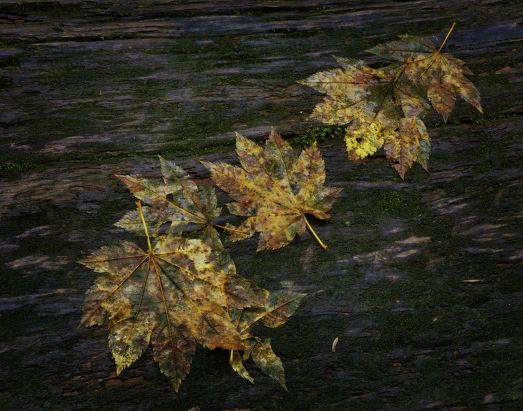 Just Leaves : Solitude : JOHN MURK PHOTOGRAPHY