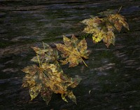 Just Leaves
