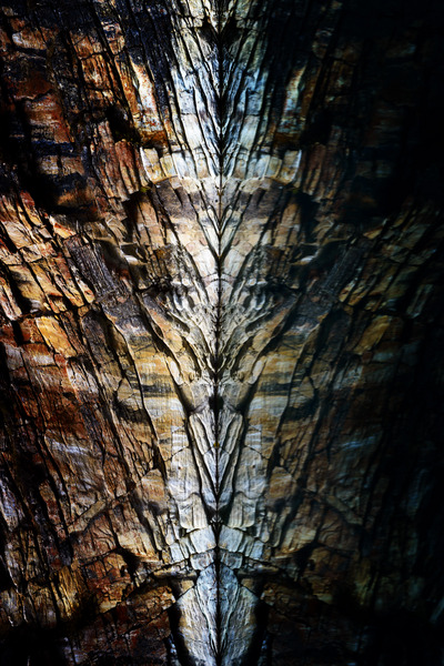 Horseshoe Lake Demon : Canadian Rockies : JOHN MURK PHOTOGRAPHY
