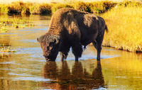 Bison
